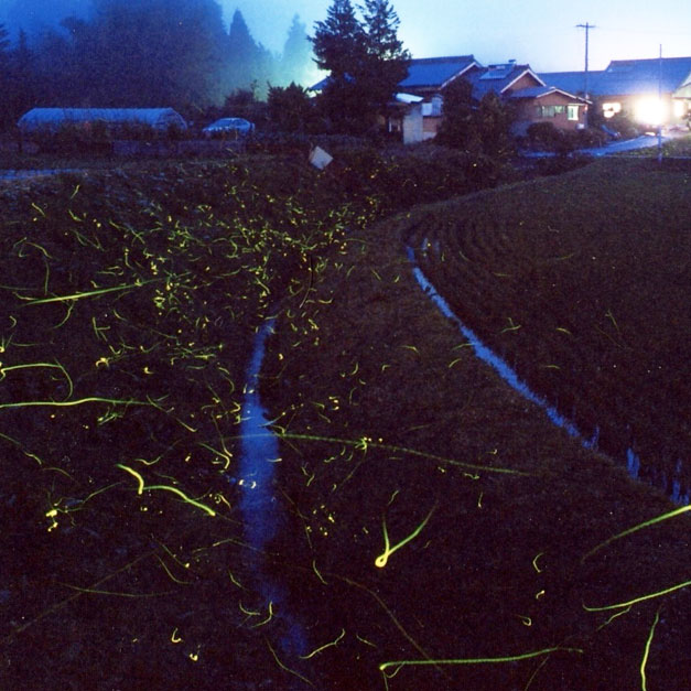 茶臼山高原 高原のホタル鑑賞会