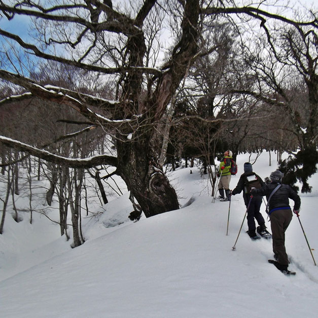 奥大山 ぶなの巨木を見に行こう スノーシュートレッキング