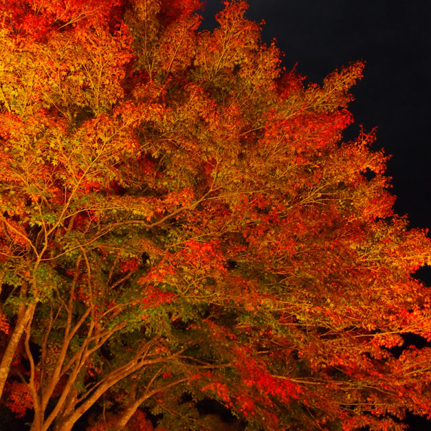 帝釈峡 紅葉鑑賞会