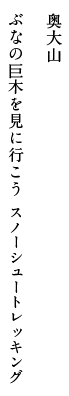 奥大山 ぶなの巨木を見に行こう スノーシュートレッキング